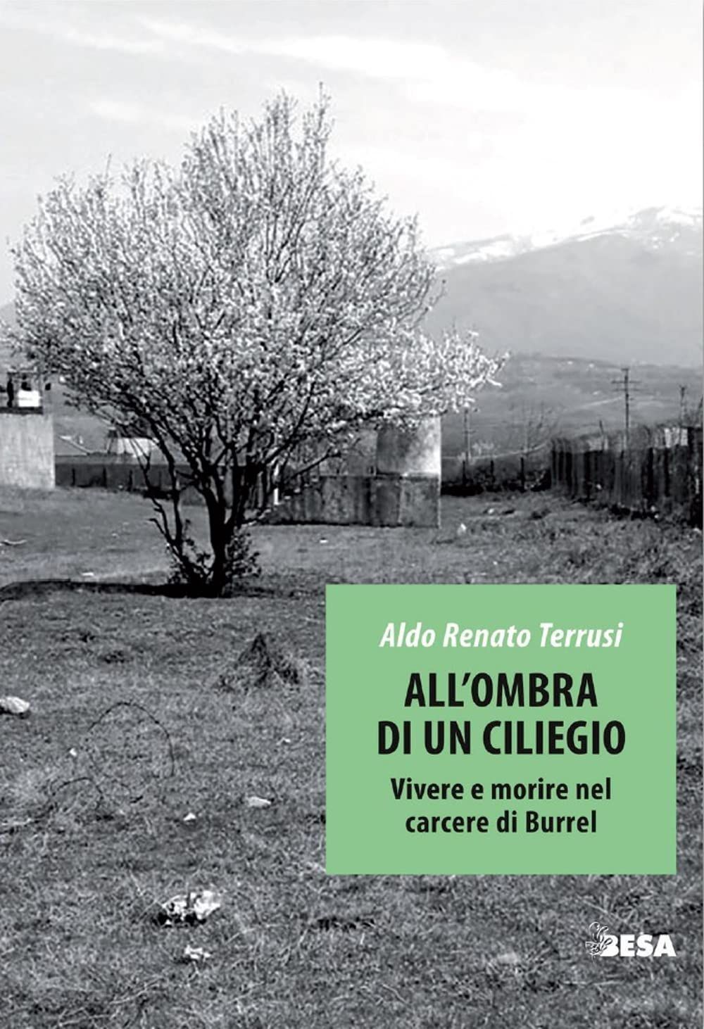 All Ombra Di Un Ciliegio